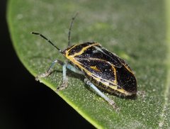 Antestiopsis cederwaldi