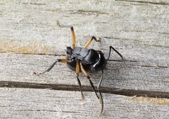 Polyrhachis femorata
