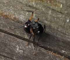 Polyrhachis femorata