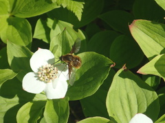 Bombylius mexicanus