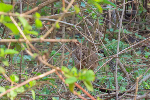 Jungle Bush Quail (Perdicula asiatica), photo 6
