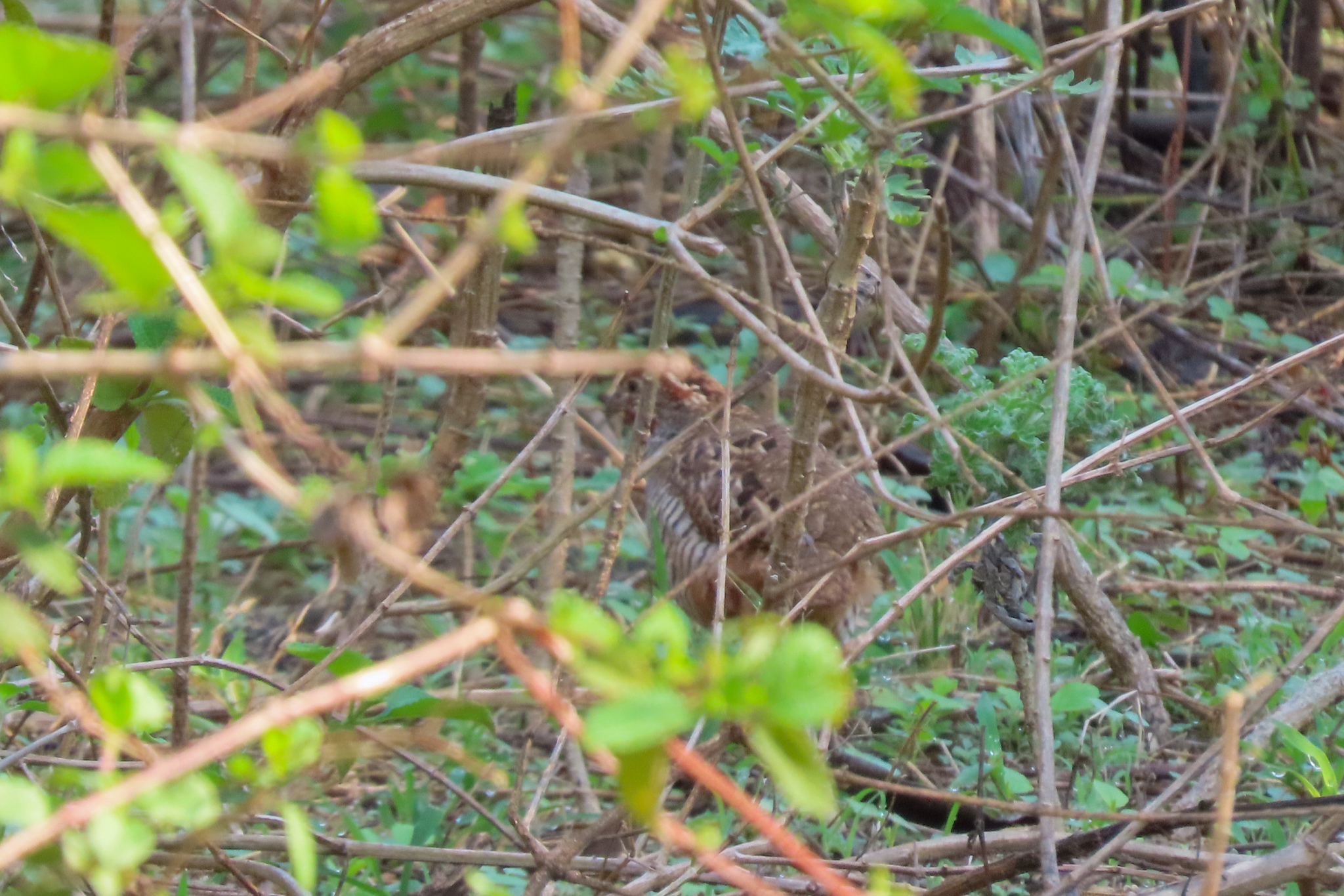 Jungle Bush Quail (Perdicula asiatica), photo 9