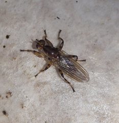 Tapeigaster annulipes