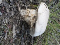 Tapeigaster annulipes