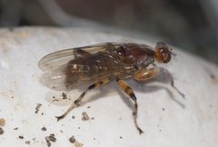 Tapeigaster annulipes