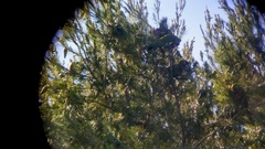 Rhynchopsitta terrisi