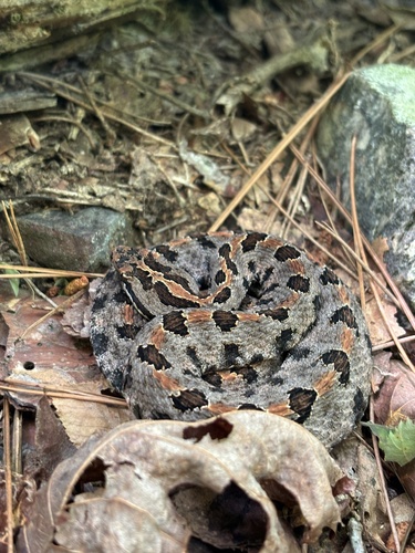 Western Pygmy Rattlesnake (Sistrurus miliarius streckeri) - Snakes and ...