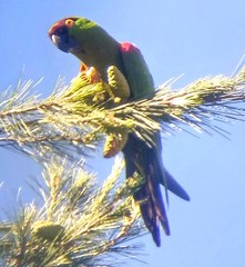 Rhynchopsitta terrisi