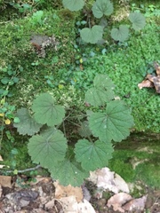 Heuchera missouriensis