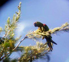 Rhynchopsitta terrisi