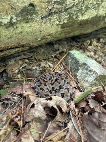 Western Pygmy Rattlesnake (Sistrurus miliarius streckeri) - Snakes and ...
