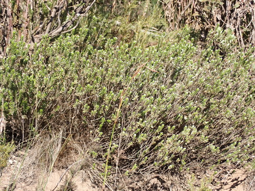 Image of Gnidia chrysophylla by (c) Nicola van Berkel, some rights reserved (CC BY-SA)