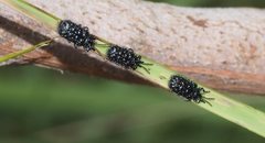 Hispellinus multispinosus