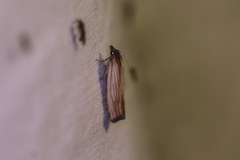 Eucosma radiatana
