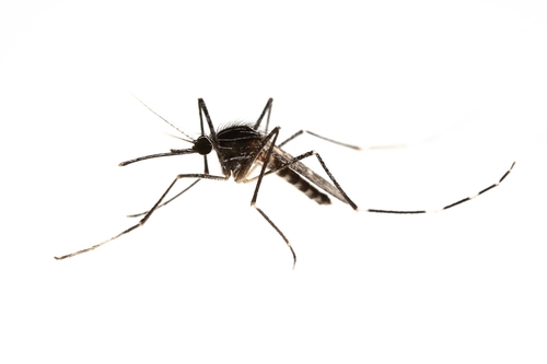 Ornate Treehole Mosquito photographed in Arizona