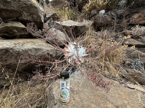 Dudleya brittonii
