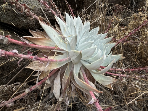 Dudleya brittonii