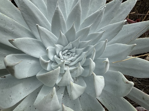 Dudleya brittonii
