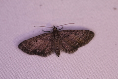 Eupithecia tripunctaria