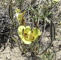 Calochortus aureus