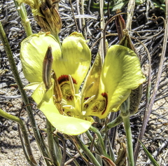 Calochortus aureus