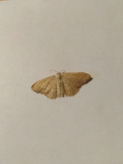 Idaea pallidata