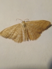 Idaea pallidata
