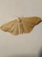 Idaea pallidata