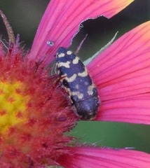 Acmaeodera mixta