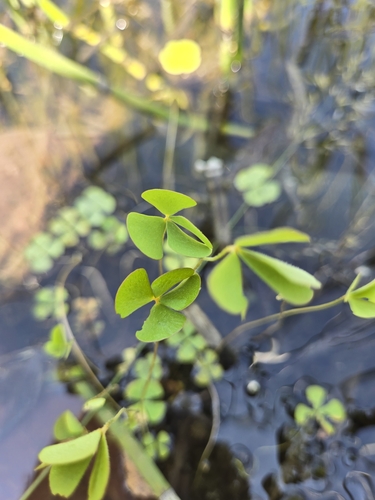 Hairy waterclover (Marsilea vestita)