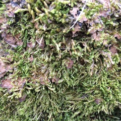 Lembophyllum divulsum