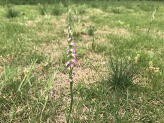 Spiranthes sinensis