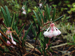 Andromeda polifolia glaucophylla