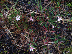 Andromeda polifolia glaucophylla