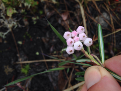Andromeda polifolia glaucophylla