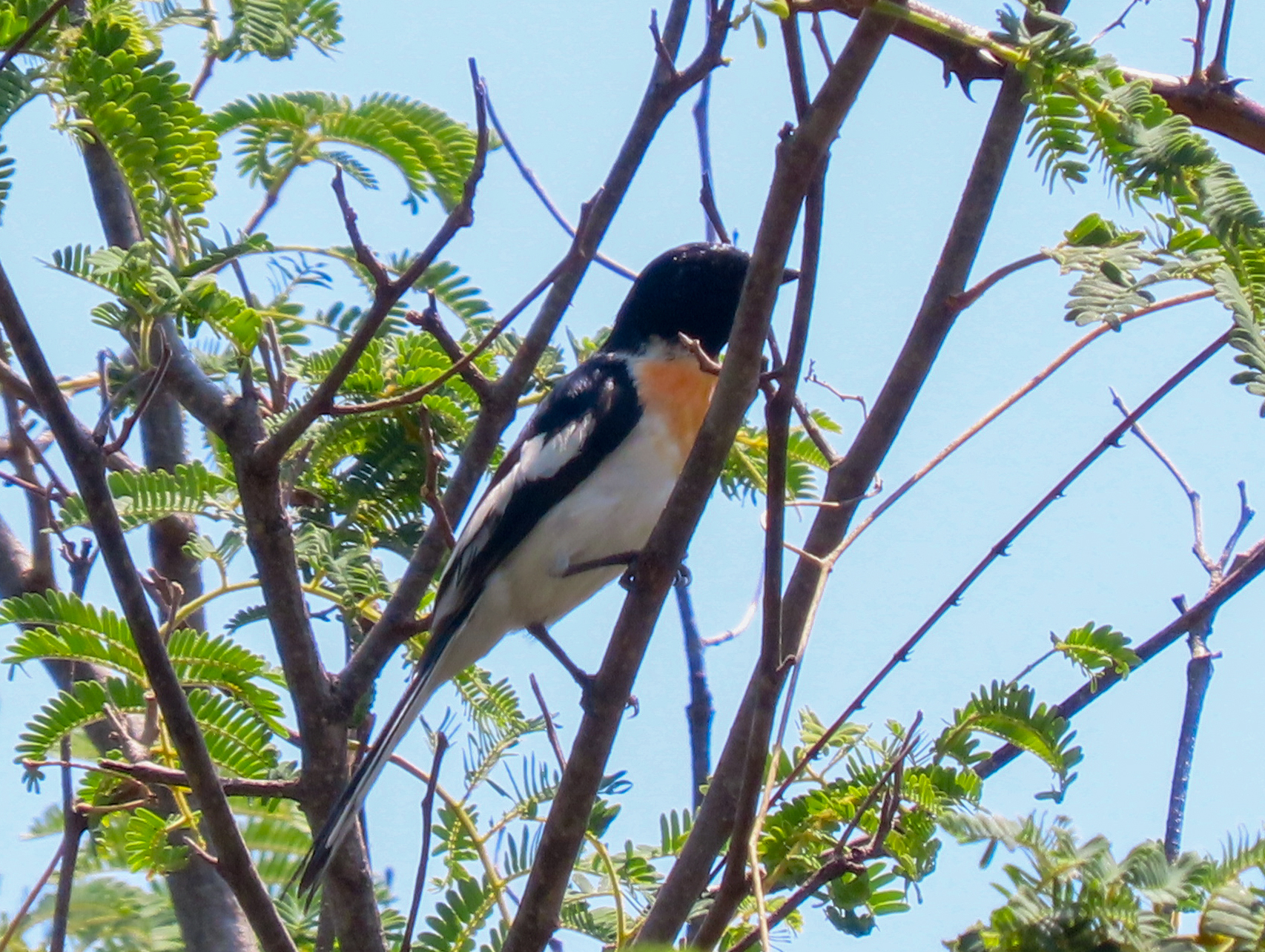 White-bellied Minivet (Pericrocotus erythropygius), photo 3