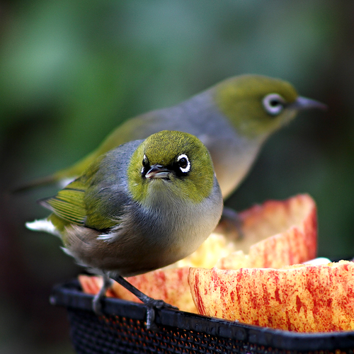 Silvereye, Stillwater 0993, New Zealand, photo 7 of 10