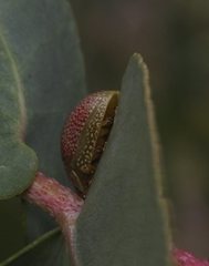 Paropsisterna fastidiosa