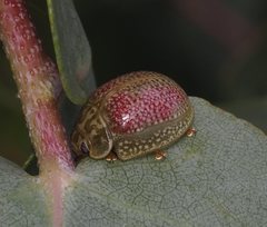 Paropsisterna fastidiosa