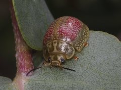 Paropsisterna fastidiosa