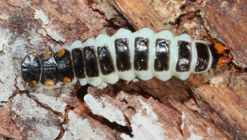 Macrolygistopterus rubripennis