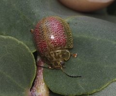 Paropsisterna fastidiosa