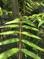 Toona sinensis