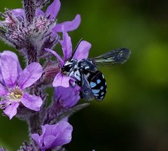 Thyreus caeruleopunctatus