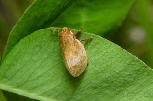 Leafhopper
