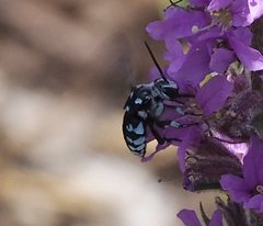Thyreus caeruleopunctatus