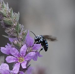 Thyreus caeruleopunctatus