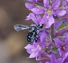 Thyreus caeruleopunctatus