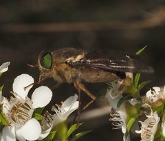Scaptia abdominalis