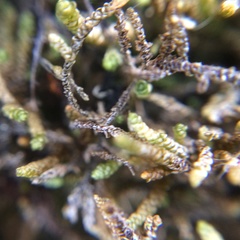 Lembophyllum divulsum